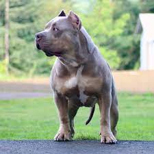 monster bully kennels monsterbullykennel added a photo to their instagram account another few pictures of mbk s nikita owne angry dog big dogs dog breeds