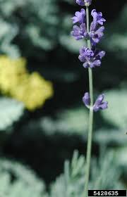 Image result for Lavandula angustifolia Vera