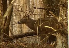 W.Va. Big Buck Photo Contest winners for 2022 announced