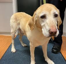 Browse adorable, healthy pups from 100+ breeds and find your new furry family member. Found Dog Yellow Lab In Whispering Pines Update Owner Located Pets Thepilot Com