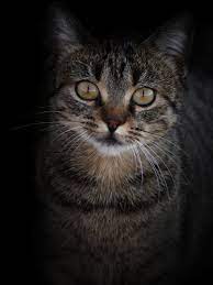 Pin By Lorena Ellicker On Gatito Cats Animals Cute Cats