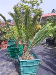 Image result for Encephalartos senticosus
