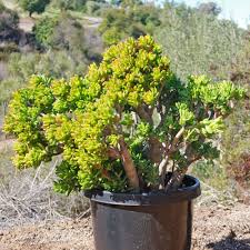 Image result for Crassula granvikii