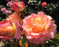 Flower carpet® pink supreme groundcover rose. Roses The Mill Garden Centre