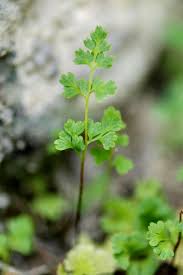 Image result for Anogramma leptophylla