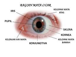 Check spelling or type a new query. Bagian Bagian Mata Dan Fungsinya Dosenbiologi Com