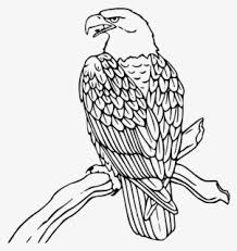 Burung ini hanya bisa dijumpai di beberapa wilayah, diantaranya yaitu di papua, ambon dan ternate. Eagle Wildlife Art Gambar Ilustrasi Hewan Burung Free Transparent Clipart Clipartkey