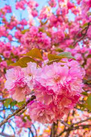 Three Days In Washington Dc Cherry Blossom Festival Washington Dc Travel Flower Wallpaper Washington Dc