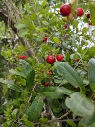 Image result for Crossopetalum mossambicense