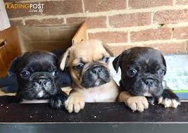 Frugs are naturally energetic lively and intelligent and kid friendly dogs. French Bulldog Cross Pug Aka Frug Puppies