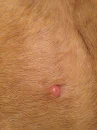 The biopsy report confirmed that this small little black tissue was a melanoma. Bumps And Lumps On A Dog Thriftyfun