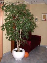Birkenfeige Ficus Benjamini Pflege Schneiden Verliert Blatter Giftig Allergie Benjaminii Ficus Benjamina Falsch Fic Ficus Benjamini Ficus Zimmerblumen