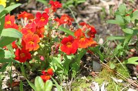 Image result for Mimulus