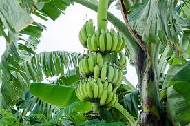 Banana tree leaves that are turning yellow and dying indicate that the tree is not getting the nutrients it needs. Banana Trees Buying Growing Guide Trees Com