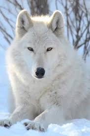 Arcticwolves Visit Our Page Here Http What Do Animals Eat Com Arctic Wolves Arctic Wolf Wolf Dog Artic Wolf