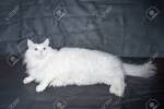 Turkish Angora Kittens for Sale - Adoptapet