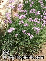 Image result for Tulbaghia alliacea
