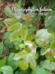 Image result for Manniophyton