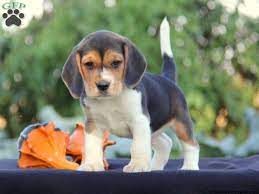 Beagle Puppies For Sale Greenfield Puppies Beagle Puppy Dog Breeds Beagle Dog