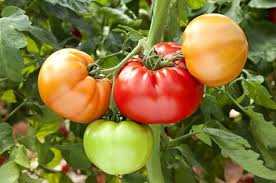 Just about any plant will look good against the dark brown color. 13 Garden Remedies To Stop Doing Birds Blooms