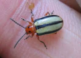 Spittlebugs control spittle bugs in lawns. Threelined Potato Beetles Umn Extension