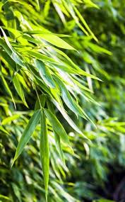 Bambus Entfernen Rhizome Dauerhaft Vernichten Bambus Garten Pflanzenblatter Bambus