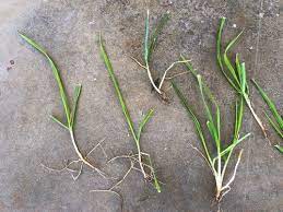 Need Help Identifying Grass Like Weed In My New Marathon Ii Sod Grass