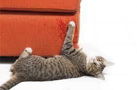 8 Ways To Keep Your Cat From Shredding Your Furniture Cat Training Scratching Cat Scratching Furniture Cat Scratching