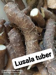 Image result for Dioscorea hirtiflora