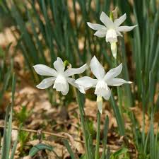 Narcissus Thalia Fragrant Flowers Narcissus Daffodils