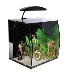 Perbedaan aquarium air laut dan air tawar. Rekomendasi Aquarium Ikan Hias Dan Manfaatnya Blog Ruparupa