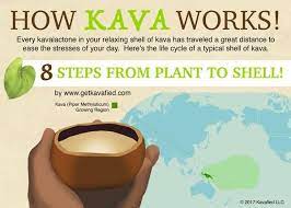 How Kava Works An Illustrated Guide On How Kava Goes From Plant To Shell Kava It Works Life Cycles
