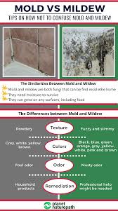 How to remove black mold spores from. Mold Toxicity 9 Steps To Protect Yourself From Mold Exposure Planet Naturopath