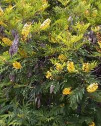 Image result for Peltophorum africanum