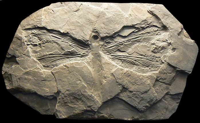 This Is The Largest Known Insect of All Time, With a Wingspan of 2.5 ft (75  cm)