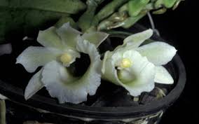 Image result for Stolzia kalkhof-roseae