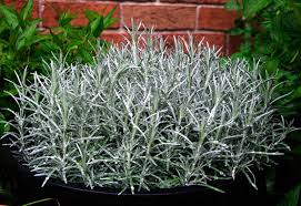 Image result for Helichrysum kirkii