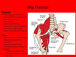 The psoas muscles are part of the hip flexor muscles. Muscles Of The Hip Mr Brewer Ppt Video Online Download