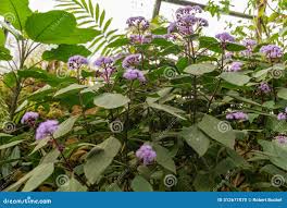 Image result for Bartlettina