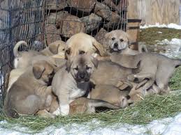 Lost Armadillo Ranch Anatolian Shepherd Dogs Www Citlink Net Lostarmadillo Anatolian Shepherd Dog Anatolian Shepherd Dogs