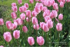 Картинки по запросу тюльпани історія квітки