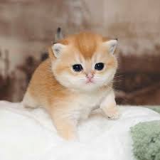 comment bien eduquer son chiot pas a pas mois par mois vous souhaitez bien dresser votre berger sevimli hayvan yavrulari hayvan yavrusu kediler ve yavrulari