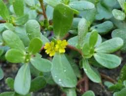 Image result for Portulacaceae