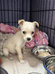 Casper the Cat'sanova up for adoption