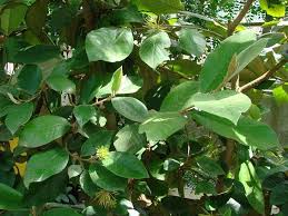 Image result for Trichocladus ellipticus