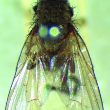 Image result for phytomyza gymnostoma