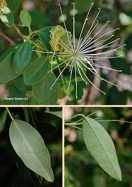 Image result for Maerua angolensis