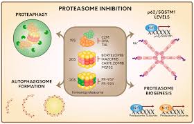 Our useful table summarises the various designations of. Ijms Free Full Text Cellular Responses To Proteasome Inhibition Molecular Mechanisms And Beyond Html