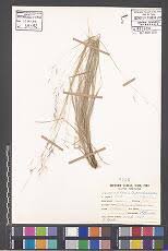 Image result for Sorghastrum stipoides