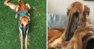 Spooky scary borzoi ретвитнул(а) crossed animal posting. 78k People Follow This Borzoi On Instagram For Her Adorably Long Snout Bored Panda